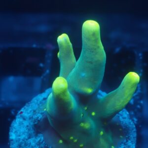 Glow Stick Acropora