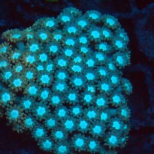 Grafted Gonipora