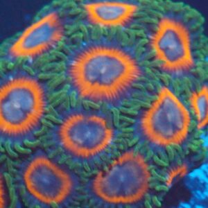 Green Skirted Prowler Zoa