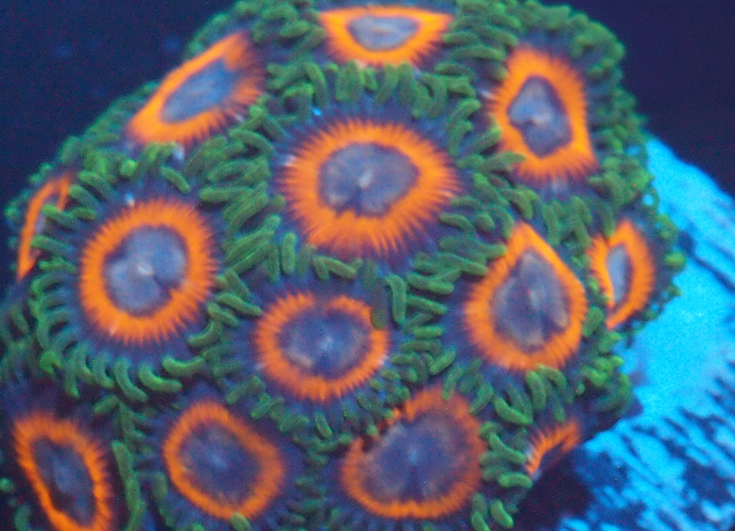 Green Skirted Prowler Zoa