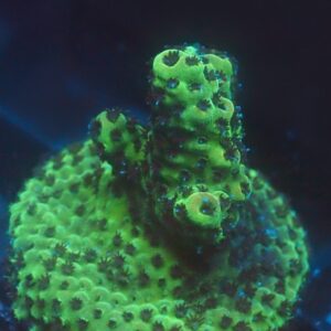 Green Acropora