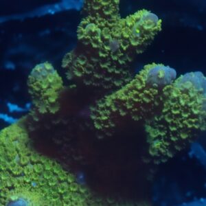 Green Digitata Montipora