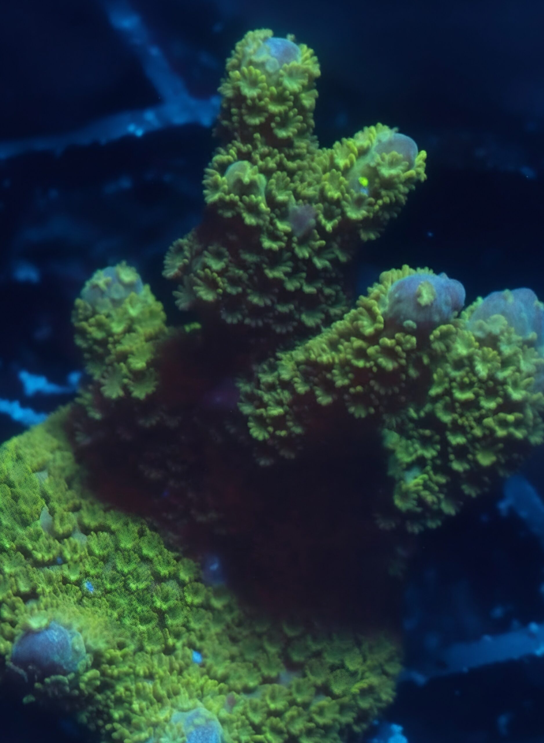 Green Digitata Montipora