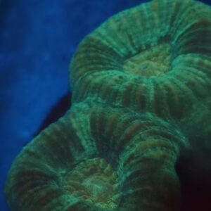 Green Favia