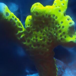 Green Goblin Anacropora