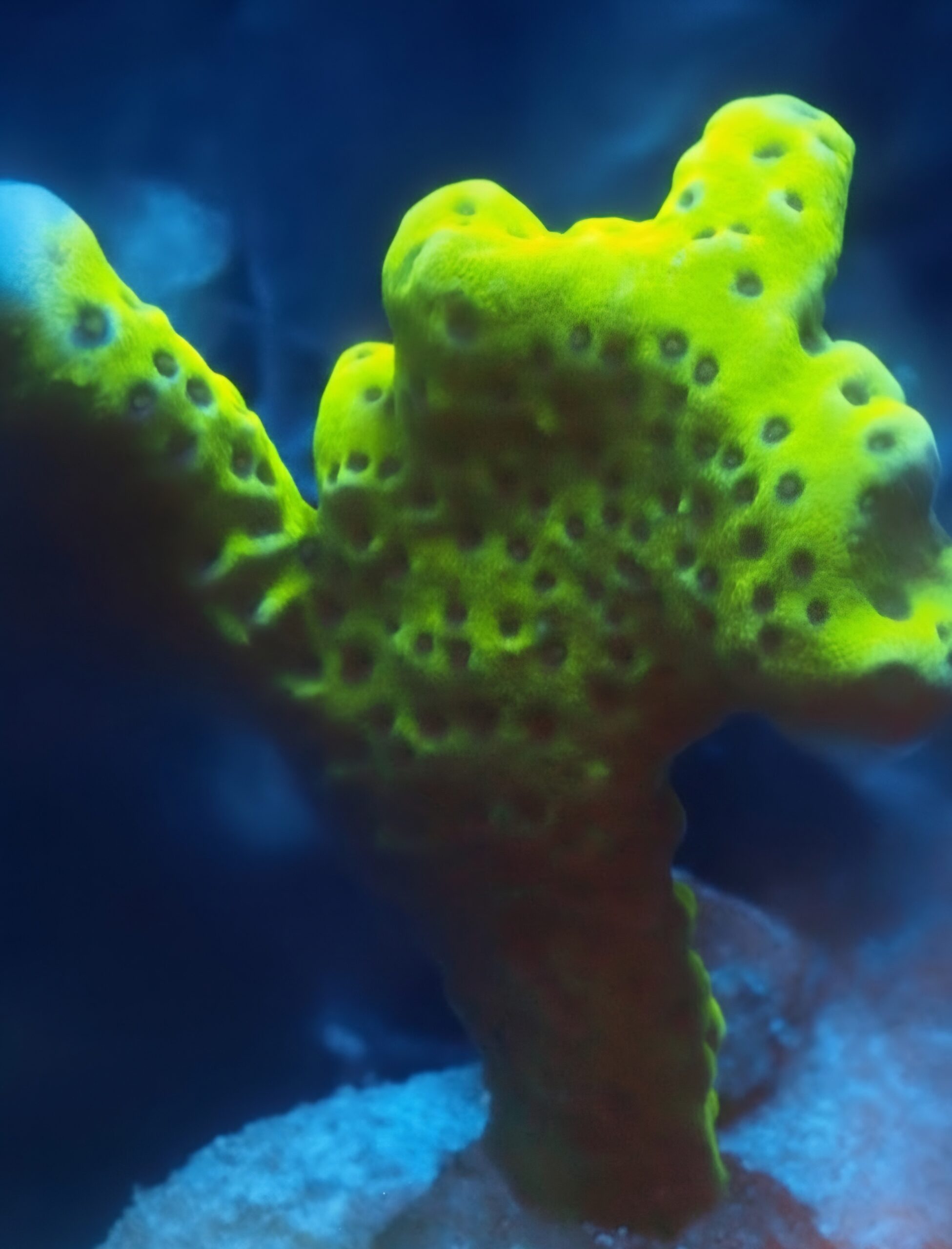 Green Goblin Anacropora