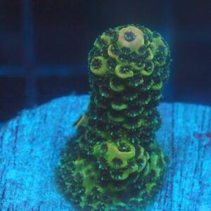 Green Millepora