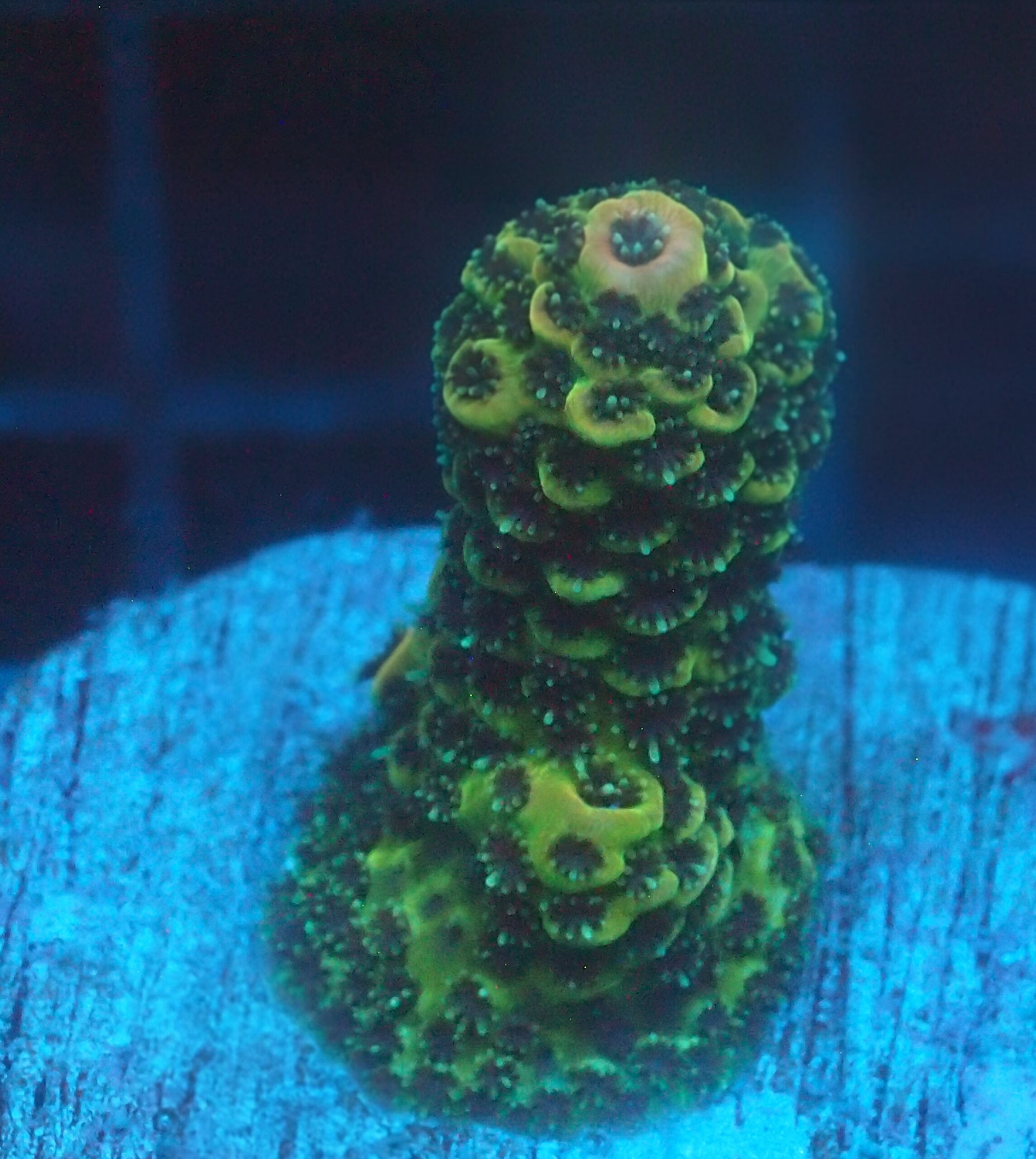 Green Millepora