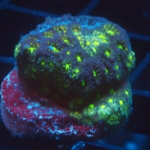 Green Psammocora-1