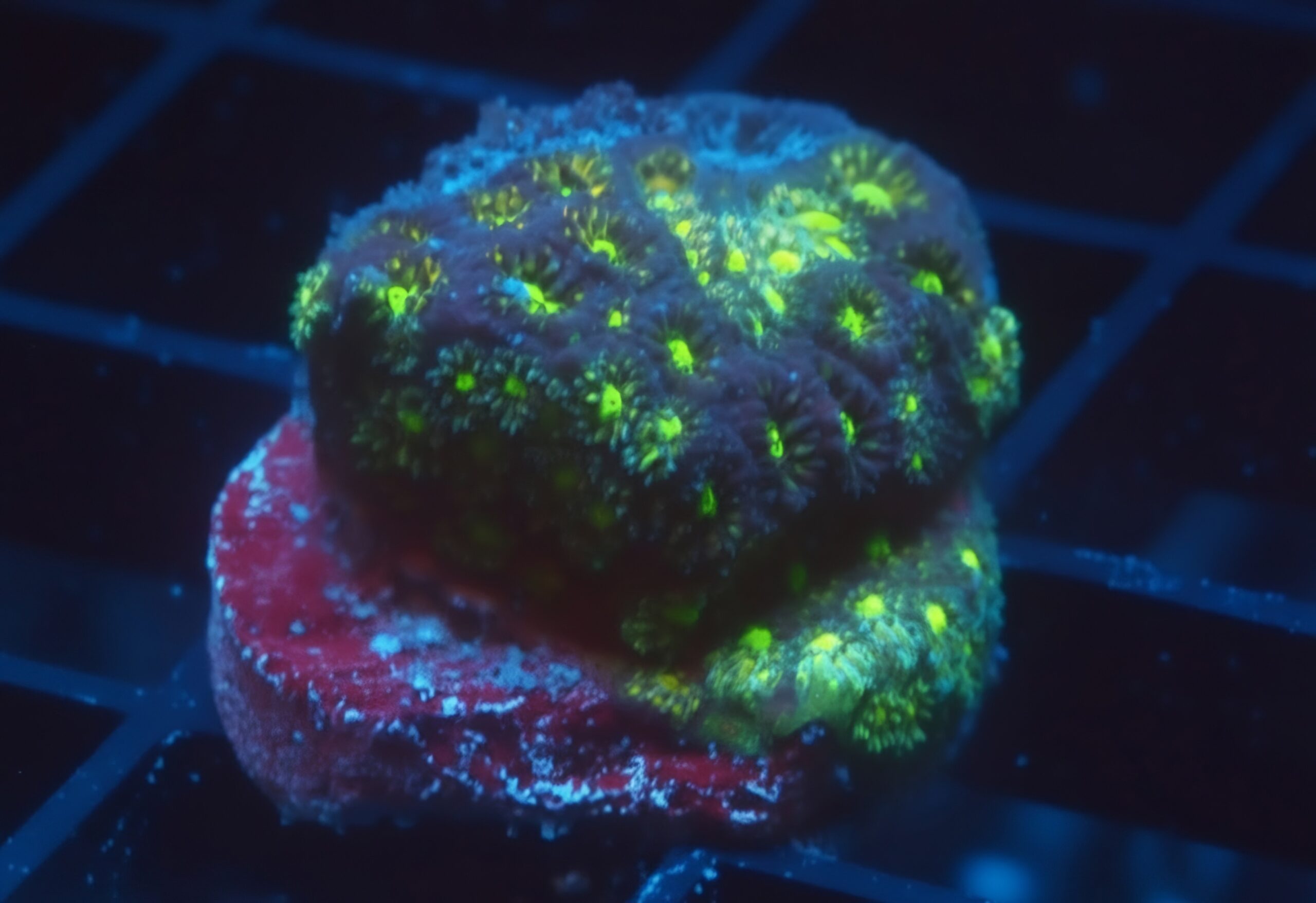Green Psammocora-1