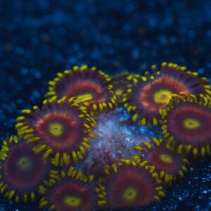 Lemon Devil Zoa