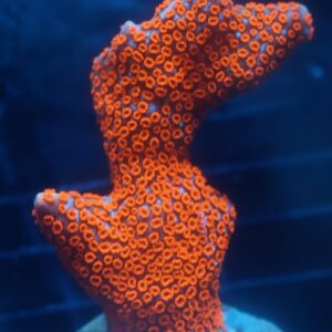 Orange Digitata Montipora