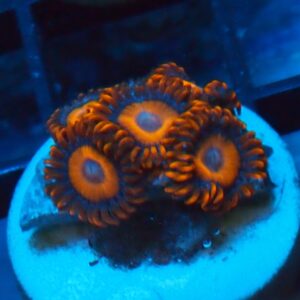 Orange Oxide Zoa