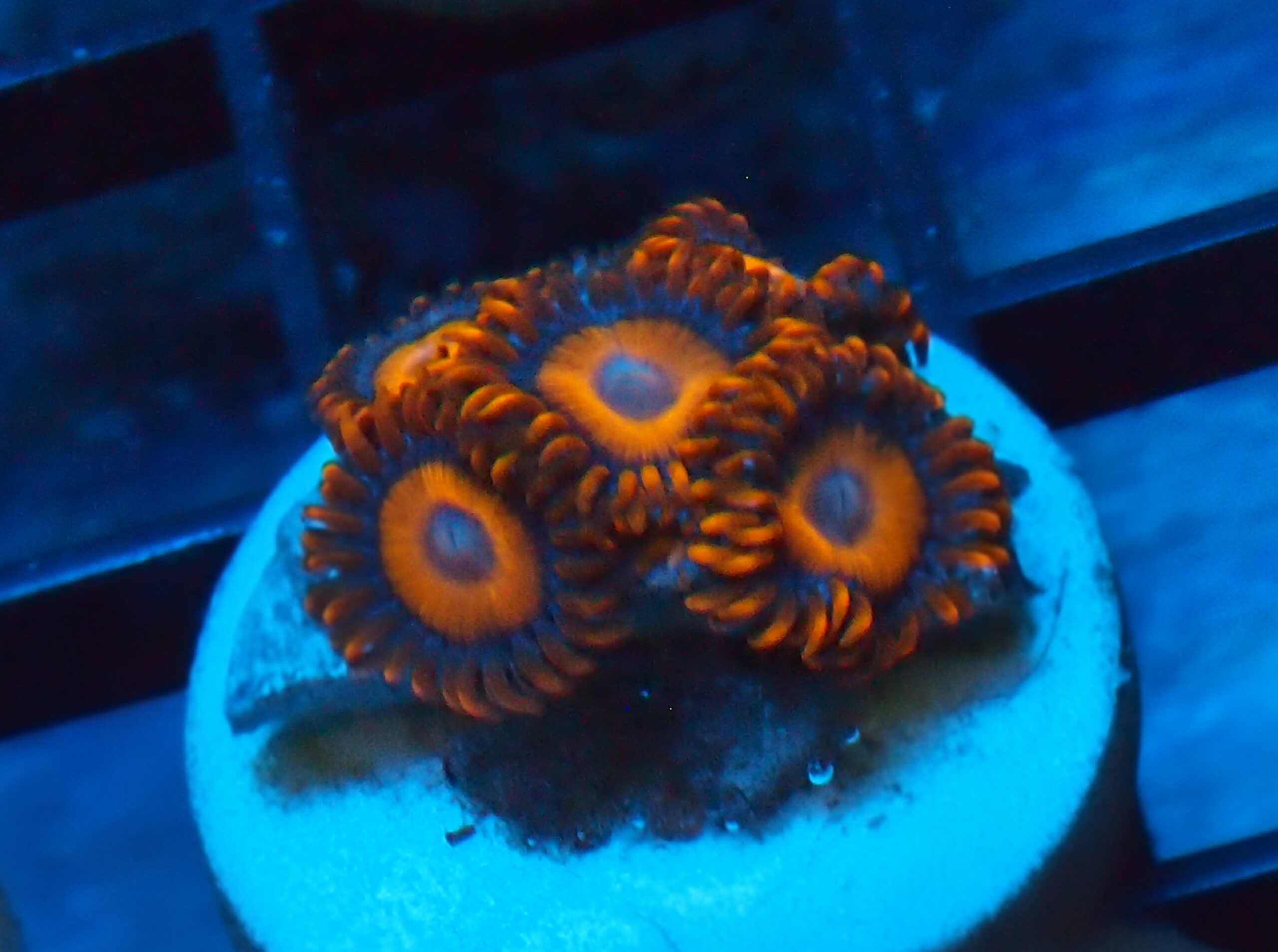 Orange Oxide Zoa