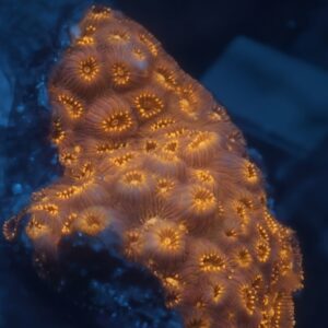 Orange Pavona