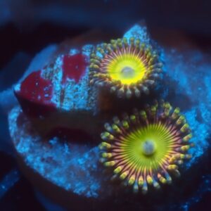 ASD Hyper Jubilee zoa