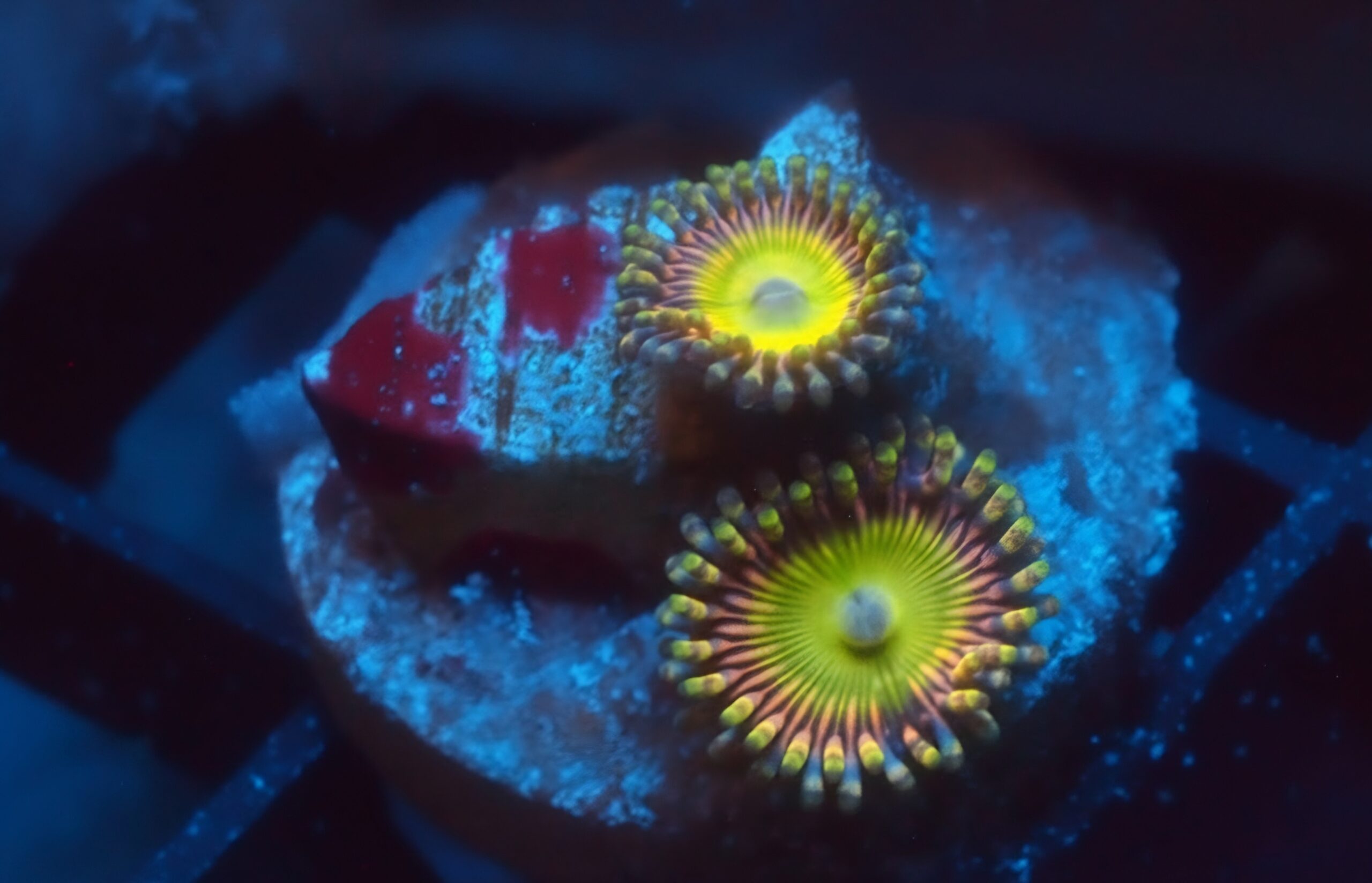 ASD Hyper Jubilee zoa