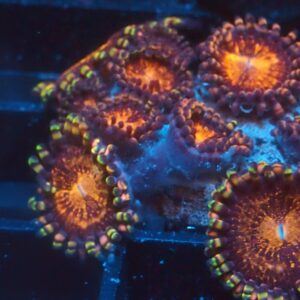 Pandora Zoa
