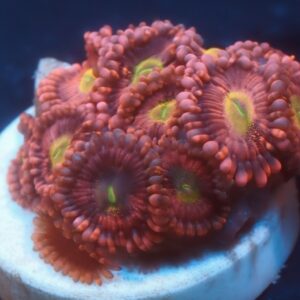Playboy Bunny Zoa