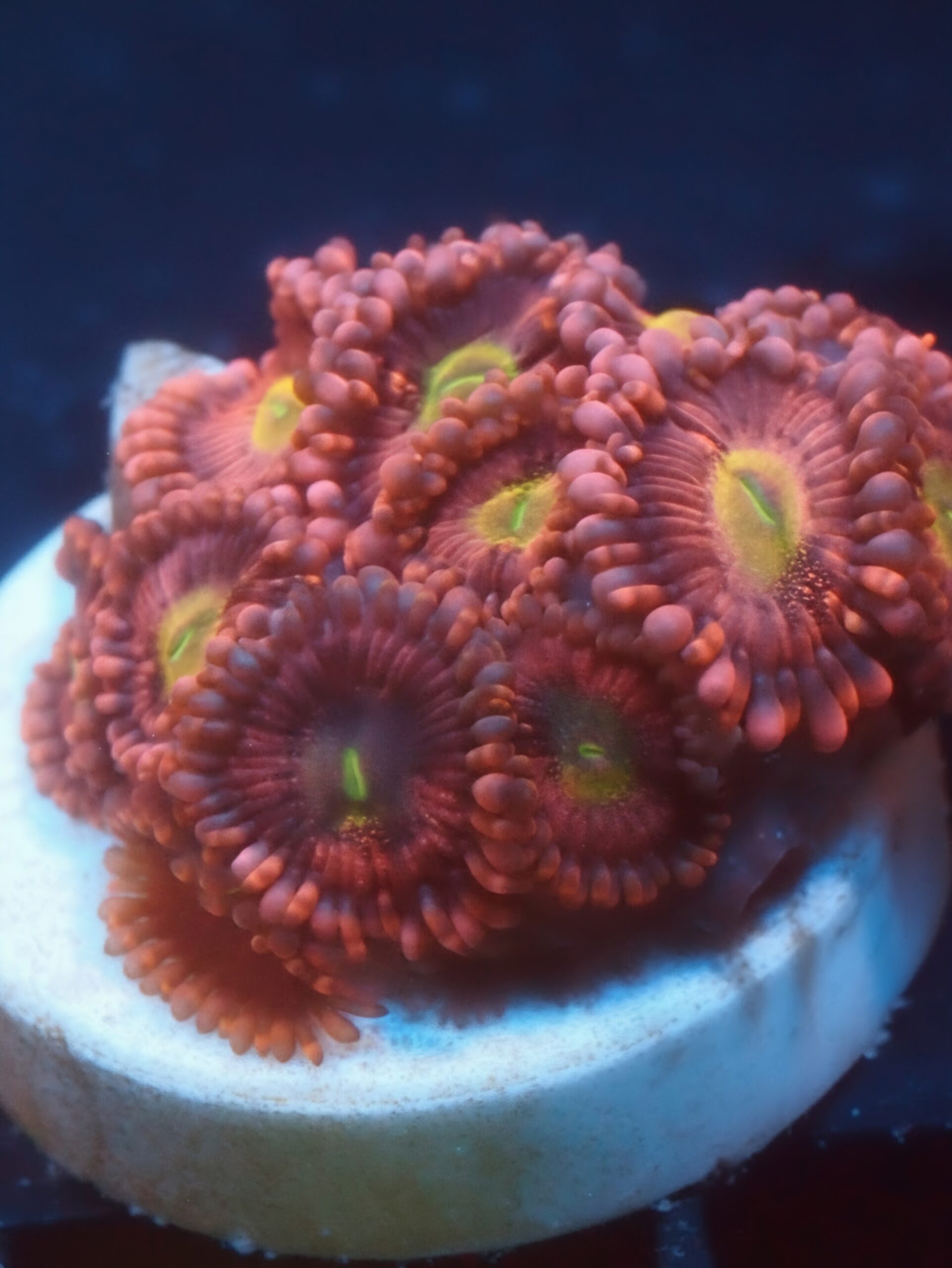 Playboy Bunny Zoa