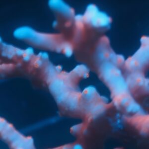 WWC Red TNT Anacropora