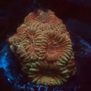 Red and Gold Favia