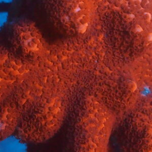 Red Montipora Digitata