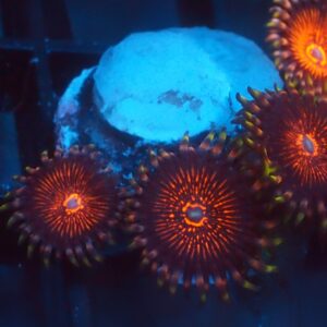 Nightcrawler Zoa