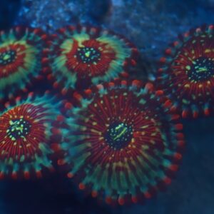 Seduction Zoa