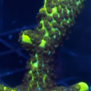 Spongodes Montipora