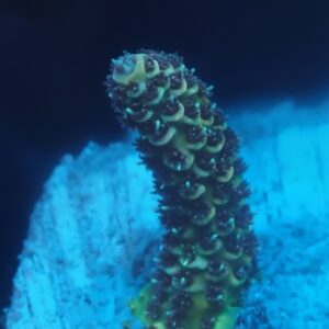 Tenuis Acropora