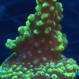 UW  Oompa Loompa Slice Acropora