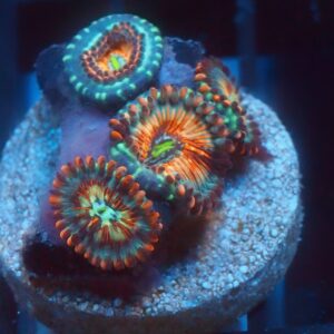 White Zombie Zoa